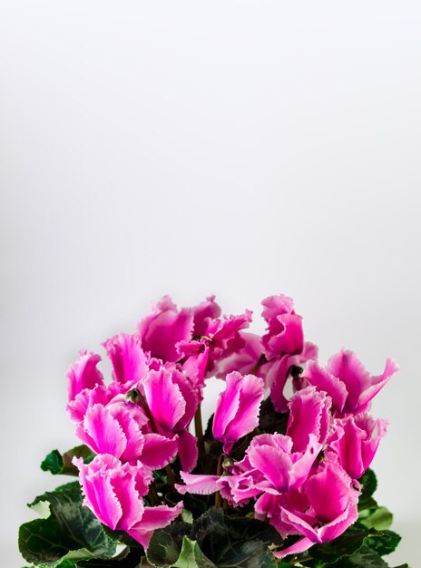 Photo a banner with space for text purple cyclamen on a white background