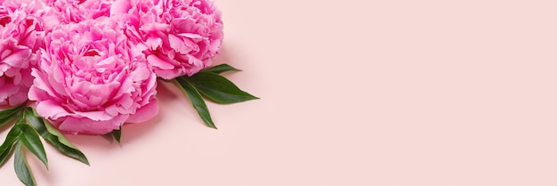 Banner with texture of pink delicate peonies Romantic background with copyspace