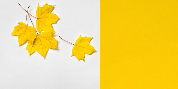 Banner with yellow autumn maple leaf on white and yellow background Fall composition place for text