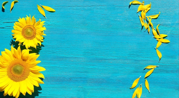 Banner with yellow sunflower flowers and petals scattered on vibrant textured turquoise wood Panorama with copyspace Simple minimal panoramic background with natural flowers