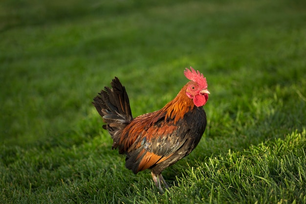 Bantam Rooster on Green Grass