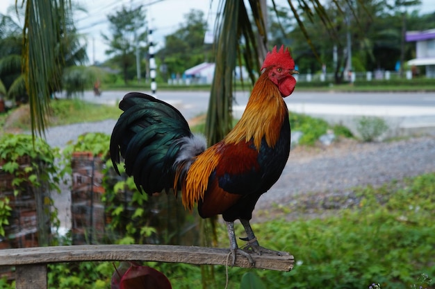 Photo bantam rooster is crowing on the perch