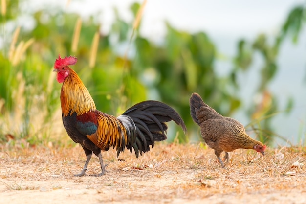 Bantam rooster walking on the mountain in nature