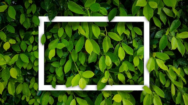 Banyan green leaves nature background with frame white Tree plant bush decorate in the garden Leaf