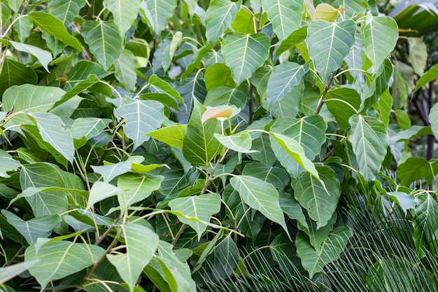 Banyan leaves close up top view background