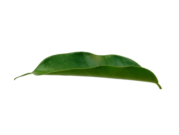 Banyan leaves Isolated on white background