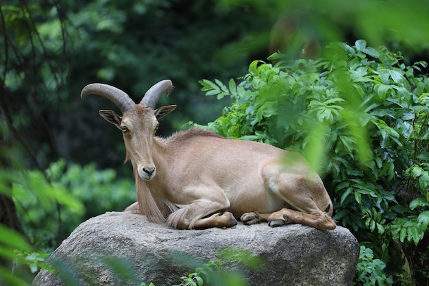 The barbary sheep is mammal and hill animal