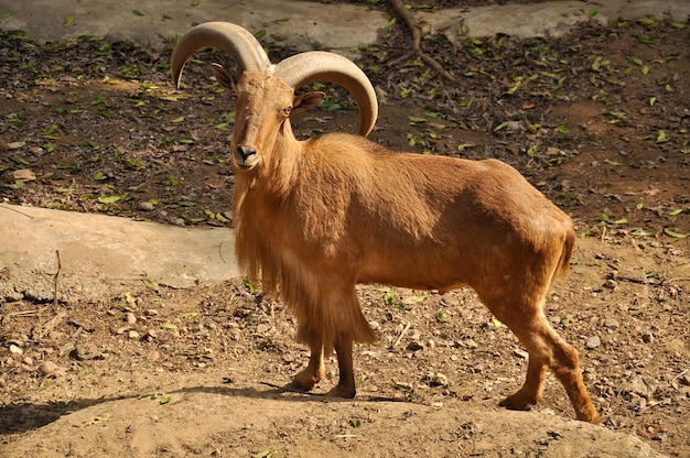 Barbary Sheep