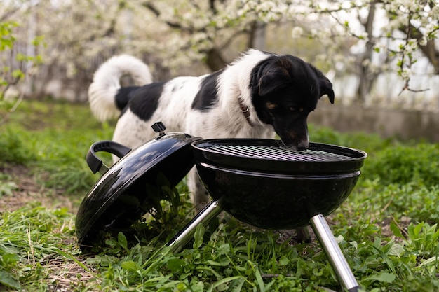 Barbecue grill Stands in a meadow among the green grass. Picnic in nature. dog nearby