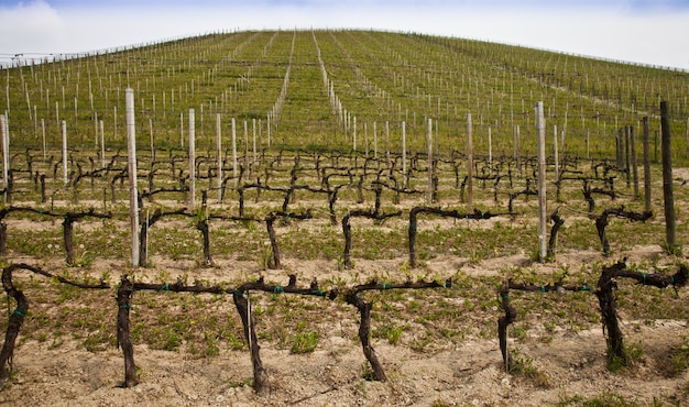 Barbera vineyard during spring season, Monferrato area, Piedmont region, Italy