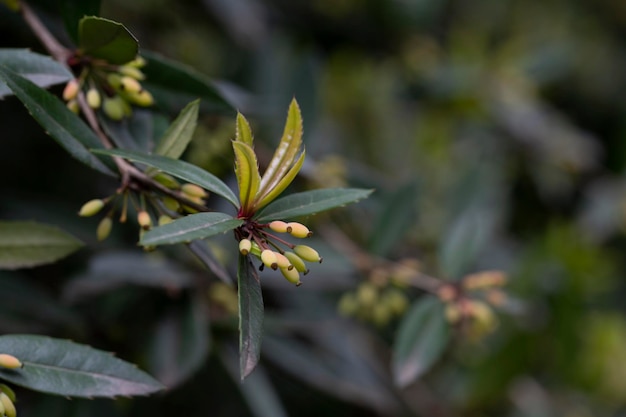 Barberry Berberis vulgaris branch with fresh non ripe green berries on natural green background