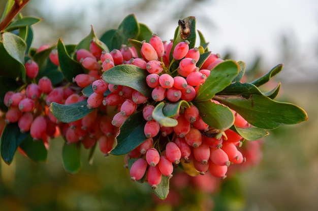 Photo barberry branch densely strewn with berries on shallow depth of field berberis vulgaris iran