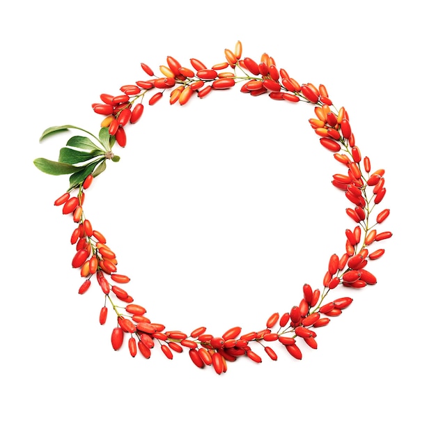 Barberry branches with red berry and green leaves as round frame isolated on white background top