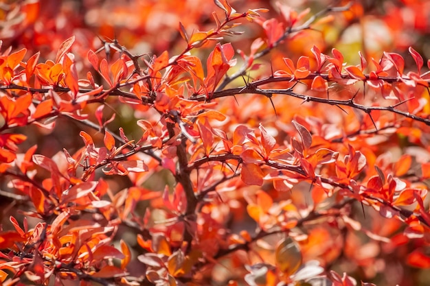 Barberry branches with red leaves in the autumn garden