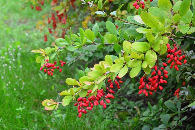 Photo a barberry bush with red berries on it and green leaves in the background