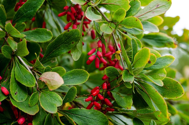 Photo barberry ripe and unripe fruits on branches