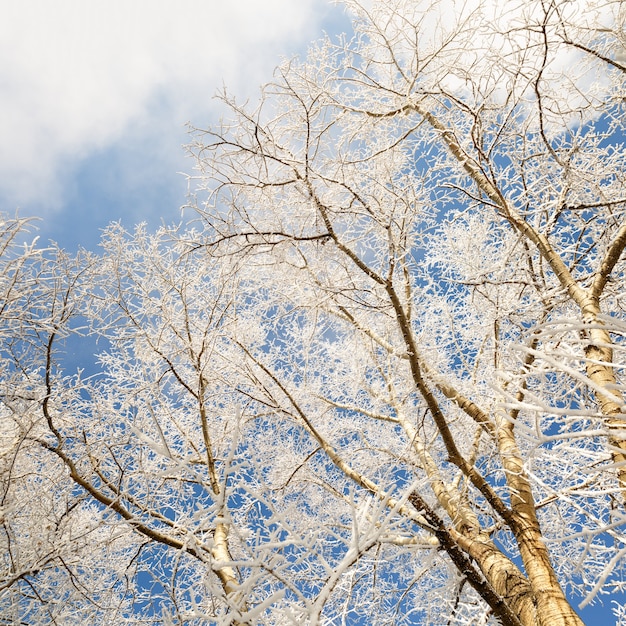 Bare branches of a large tree covered with snow on a winter day