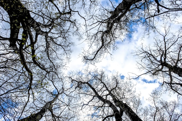 Photo bare branches of old trees against a blue sky