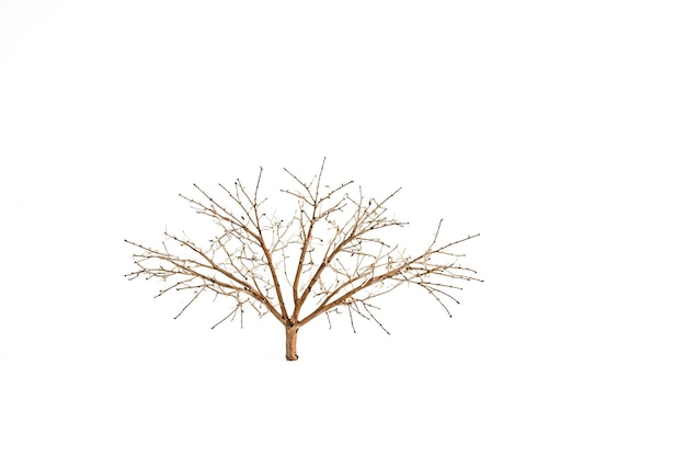 Bare branches of a tree against a white background