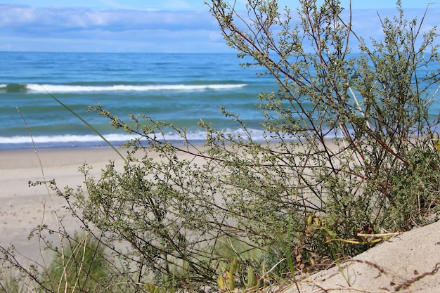 bare branches of wild cherry plum bush on sand dune, Baltic Sea