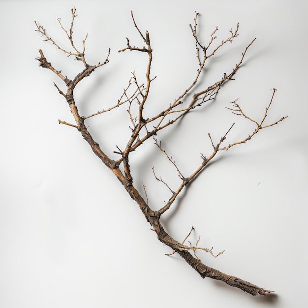 Photo a bare brown tree branch with many branches reaching out isolated against a white background