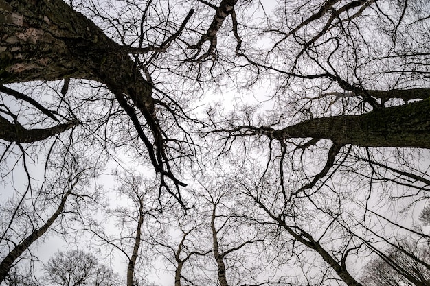 Photo bare crowns and clumsy branches of huge oak trees growing in the pale gray sky