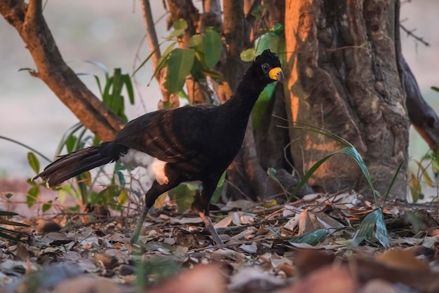 Bare faced Curassow in a jungle environment Pantanal Brazil