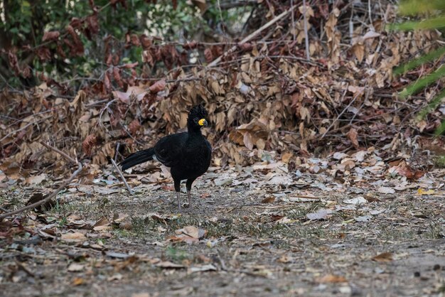 Bare faced Curassow in a jungle environment Pantanal Brazil