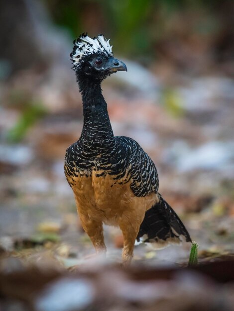 Bare faced Curassow in a jungle environment Pantanal Brazil