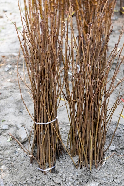 Bare roots tree in spring for plantation