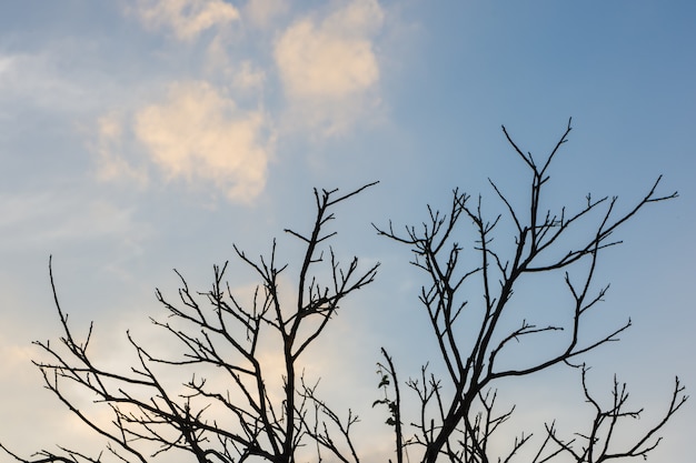 Photo bare sun drought wood winter natural