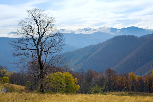 Bare tree in autumn mountain (Carpathian Mountains, Ukraine)/