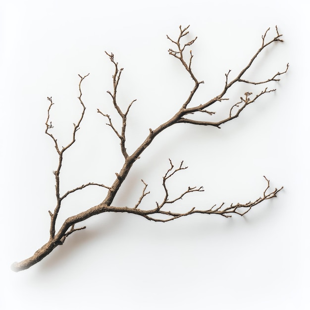 Photo a bare tree branch is shown on a white background