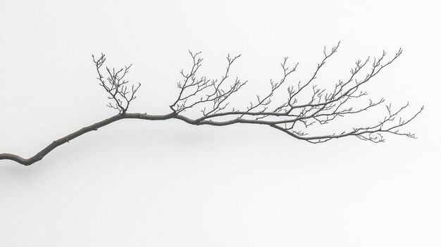 Photo a bare tree branch with no leaves on it