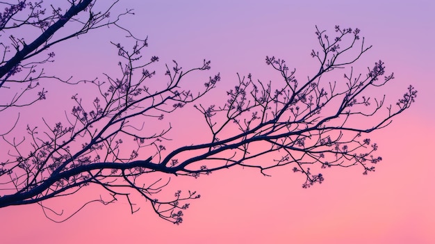 Bare tree branches against a gradient sunset sky