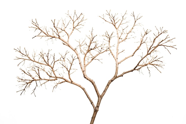 Bare Tree Branches Against White Background