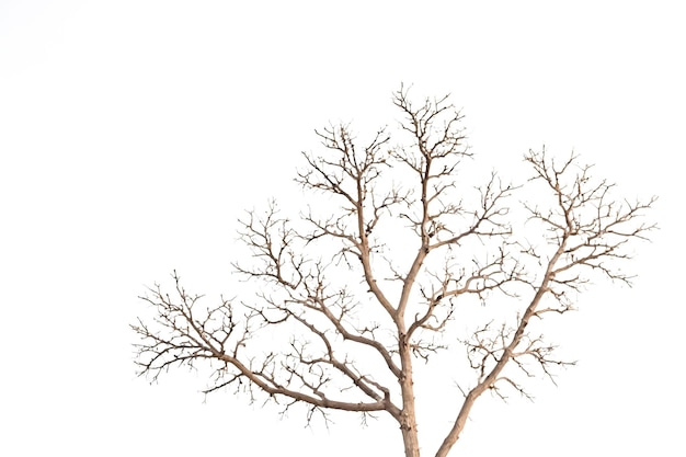 Bare Tree Branches Against White Background