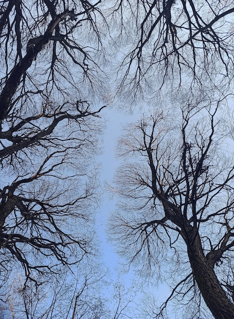 Bare tree branches and silhouettes on blue sky in winter forest