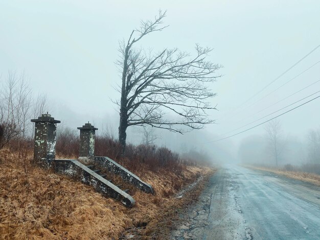 Photo bare tree by road against sky during winter