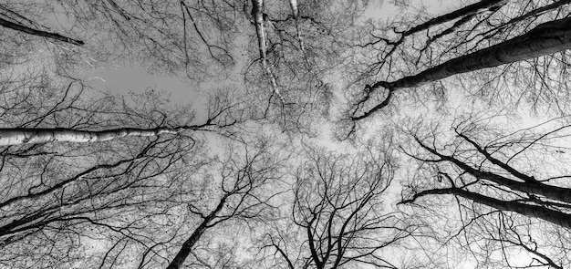 Bare tree canopy growing in deciduous forest on blue sky upward view treetops