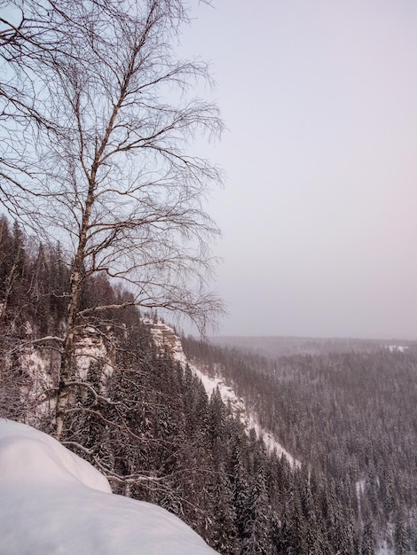 Bare tree on the cliff Vertical view