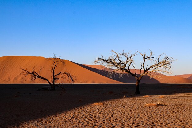 Photo bare tree in desert against clear blue sky