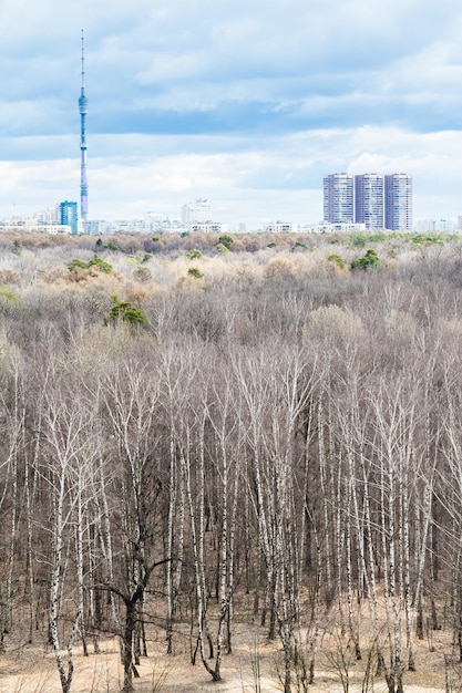 Bare tree in forest and city in cold spring