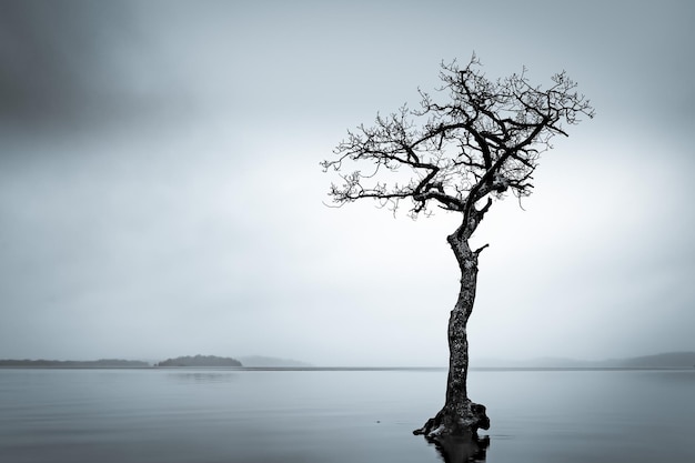 Bare tree in Loch Lomond under a cloudy sky in Scotland perfect for wallpapers