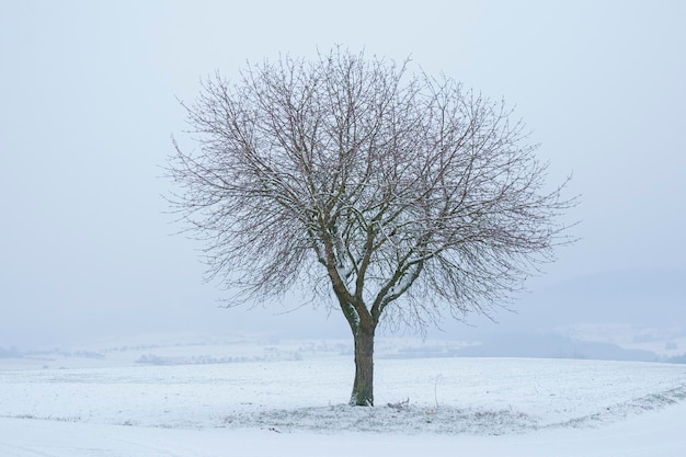 Photo bare tree on snow covered field against sky