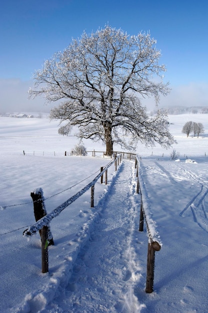 Bare tree on snow covered field against sky