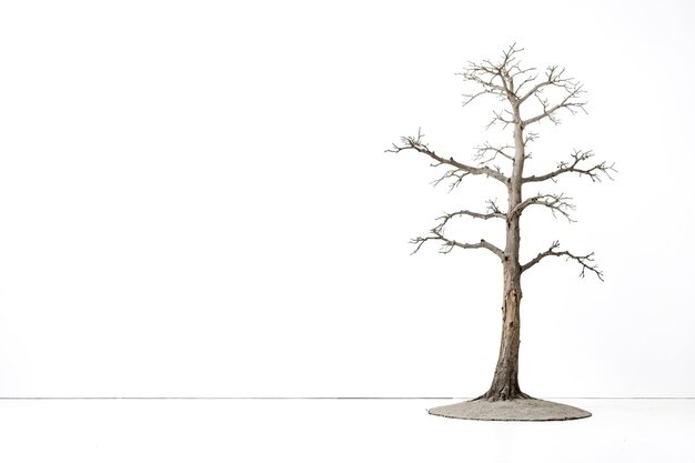 Bare Tree on White Background