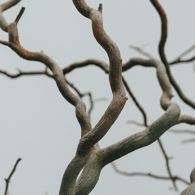 a bare tree with no leaves on it