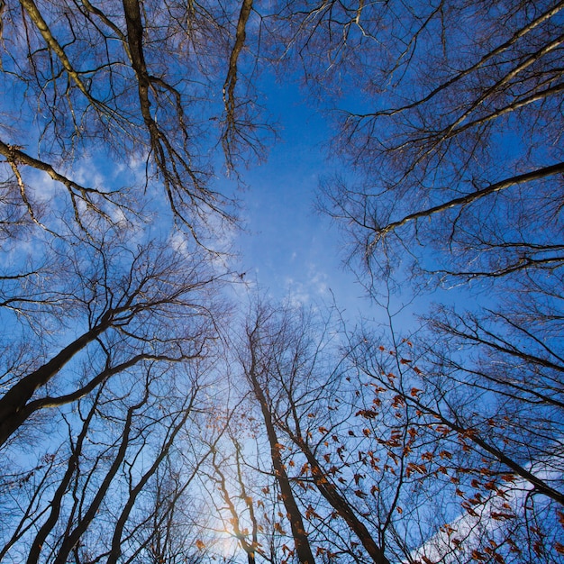 Bare trees in the autumn forest, a view from the bottom upward