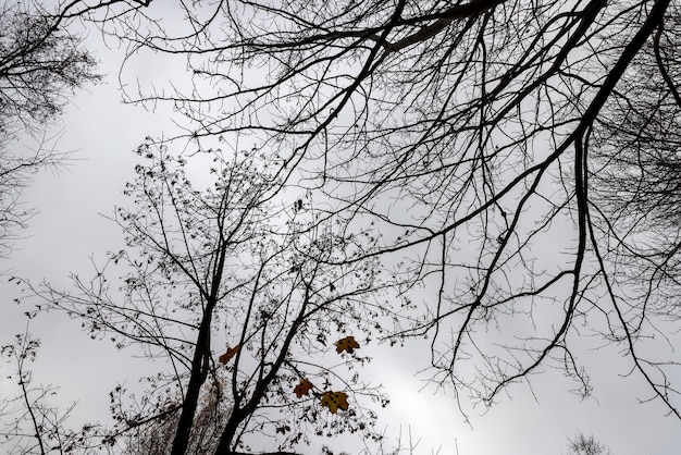 Bare trees in the autumn season silhouettes of trees without foliage in cloudy autumn weather